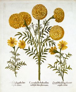Afrikanische Ringelblume und Französische Ringelblumen, aus Hortus Eystettensis, von Basil Besler, veröffentlicht 1613