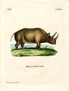 Afrikanisches Nashorn
