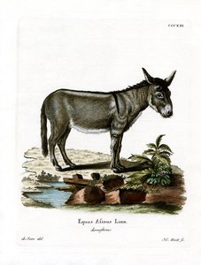 Afrikanischer Wildesel