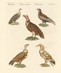 Afrikanische und asiatische Geier