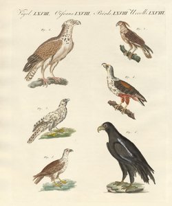 Afrikanische Vögel