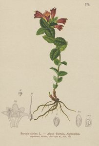 Alpen-Bartfaden (Bartsia alpina)