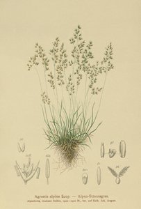 Alpen-Rot-Schwingel (Agrostis alpina, Aira flavescens)