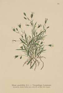 Alpen-Leimkraut