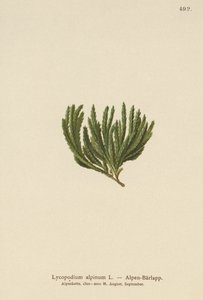Alpen-Bärlapp (Lycopodium alpinum, Diphasiastrum alpinum) von German School