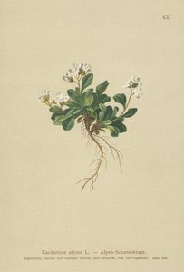 Alpen-Bitterkresse (Cardamine alpina)