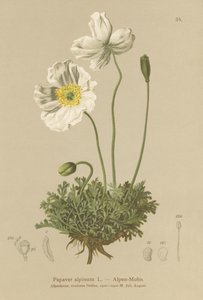 Alpenmohn (Papaver alpinum, subsp. alpinum)