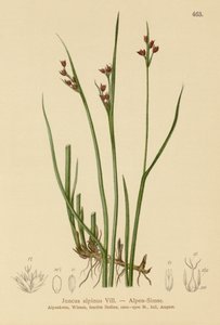 Alpenbinse (Juncus alpinus, Juncus alpinoarticulatus)