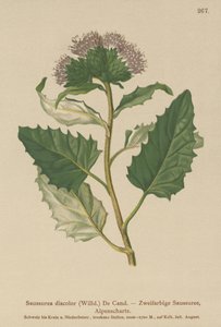 Alpen-Saussurea