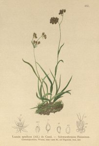 Alpen-Hainsimse (Luzula alpinopilosa, Luzula spadicea)