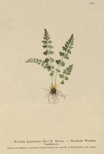 Alpen-Wimperfarn (Woodsia alpina, Woodsia hyperborea, Woodsia intermedia, Woodsia pubescens, Acrostichum alpinum, Acrostichum hyperboreum, Ceterach alpina, Polypodium arvonicum) von German School