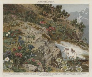 Alpine Pflanzen