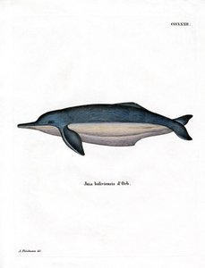 Amazonasdelfin (farbige Gravur)