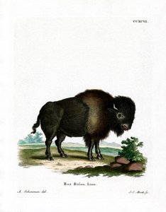 Amerikanischer Bison