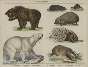 Tiere von German School