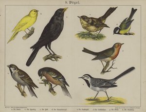 Tiere von German School