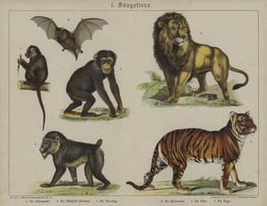 Tiere von German School