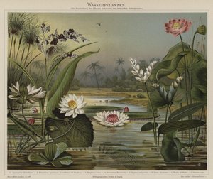 Wasserpflanzen