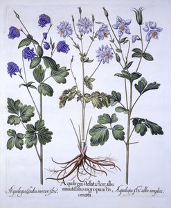 Akelei, aus Hortus Eystettensis, von Basil Besler, 1613