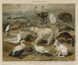 Arktische Fauna von German School