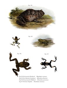Asiatischer Hornfrosch