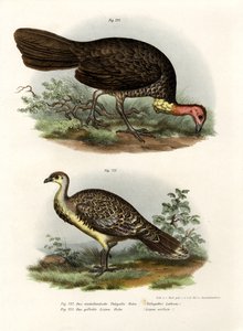 Australischer Buschtruthahn, 1864
