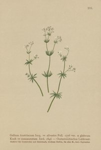 Österreichisches Labkraut (Galium austriacum, Galium silvestre (var. glabrum), Galium commutatum)