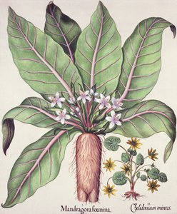 Herbst-Mandrake, aus dem Hortus Eystettensis von Basil Besler (1561-1629), veröffentlicht 1613