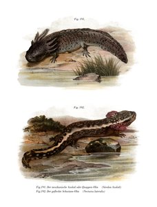 Axolotl von German School