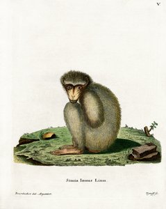 Berberaffe