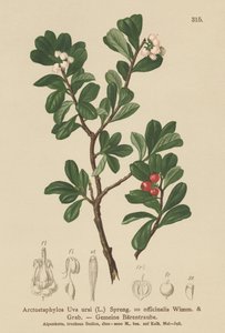 Bärentraube