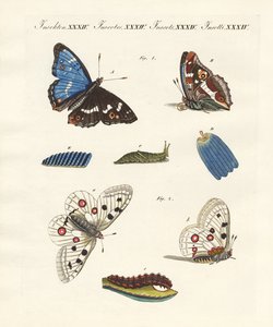 Schöne Schmetterlinge