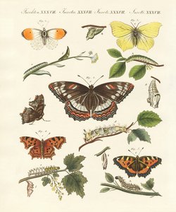 Schöne deutsche Schmetterlinge von German School