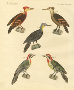 Schöner und fremder Specht