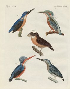 Schöne Vögel