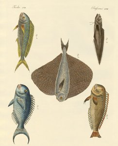 Schöne Fische