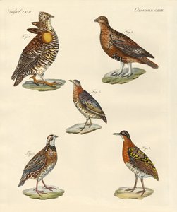 Schöne hühnerartige Vögel