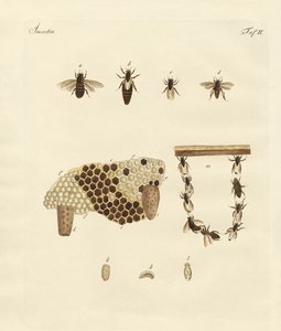 Bienen