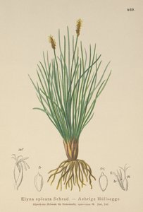 Bellardis Segge (Kobresia myosuroides, Elyna myosuroides, Kobresia bellardii, Elyna bellardii, Elyna scirpina, Elyna spicata) von German School