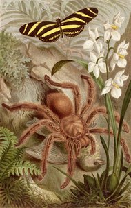 Vogelspinne, Tafel aus Brehms Tierleben: Allgemeine Kunde des Tierreichs, Bd. 9, S. 698, veröffentlicht vom Bibliographischen Institut, 1892 von German School