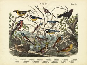 Vögel, ca. 1860 von German School