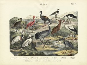 Vögel, um 1860 von German School