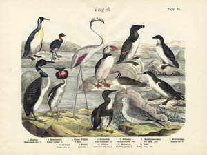 Vögel, um 1860 von German School
