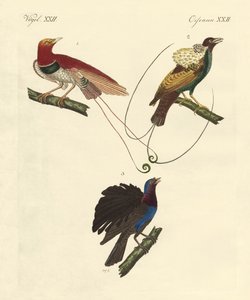 Paradiesvögel von German School