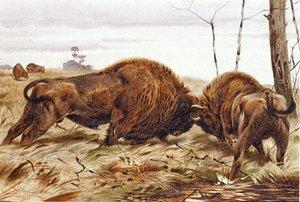 Bison, Tafel aus "Brehms Tierleben: Allgemeine Kunde des Tierreichs", Bd.3, S.260, veröffentlicht vom Bibliographischen Institut von German School