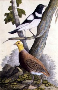 Schwarzkehldrossel (Turdus ruficollis) und Rebhuhn (Perdix perdix), ca. 1740