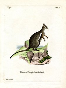 Schwarzfuß-Felskänguru