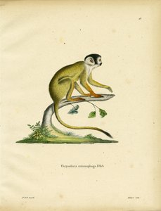Schwarzgesichtiger Totenkopfaffe (farbige Gravur) von German School