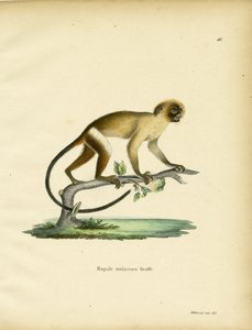 Schwarzschwanz-Marmoset von German School