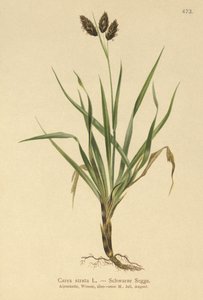 Schwarze Alpen-Segge (Carex atrata)